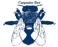 CARPENTER BEE