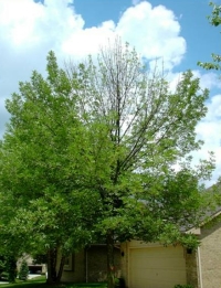 tree in the first stage of emerald ash borer
