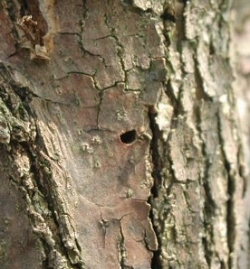 d-shaped holes in bark of tree