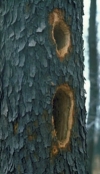 woodpecker holes in tree