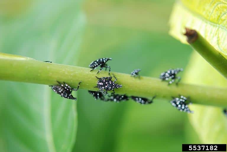 early-stage-nymphs-of-spotted-lanternfly-feeding.jpeg
