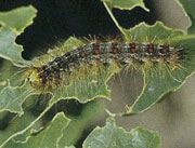 gypsy moth caterpillar