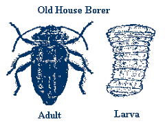 OLD HOUSE  BORER