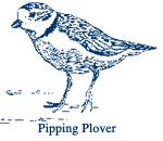 Pipping Plover