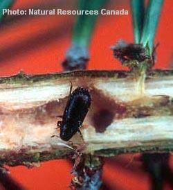 pine shoot beetle