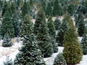 christmas tree farm in the snow