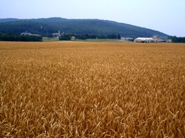 Photo of Wheat Field