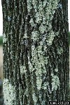 emerald ash borer on tree bark
