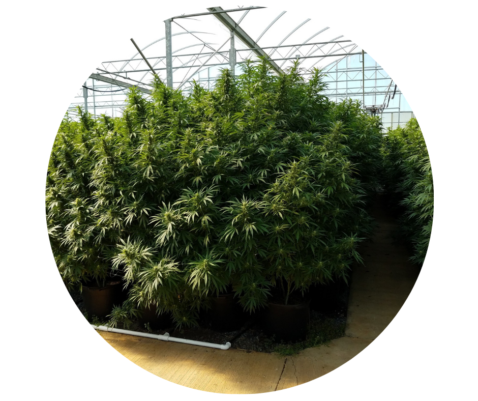 Untitled design (93).png