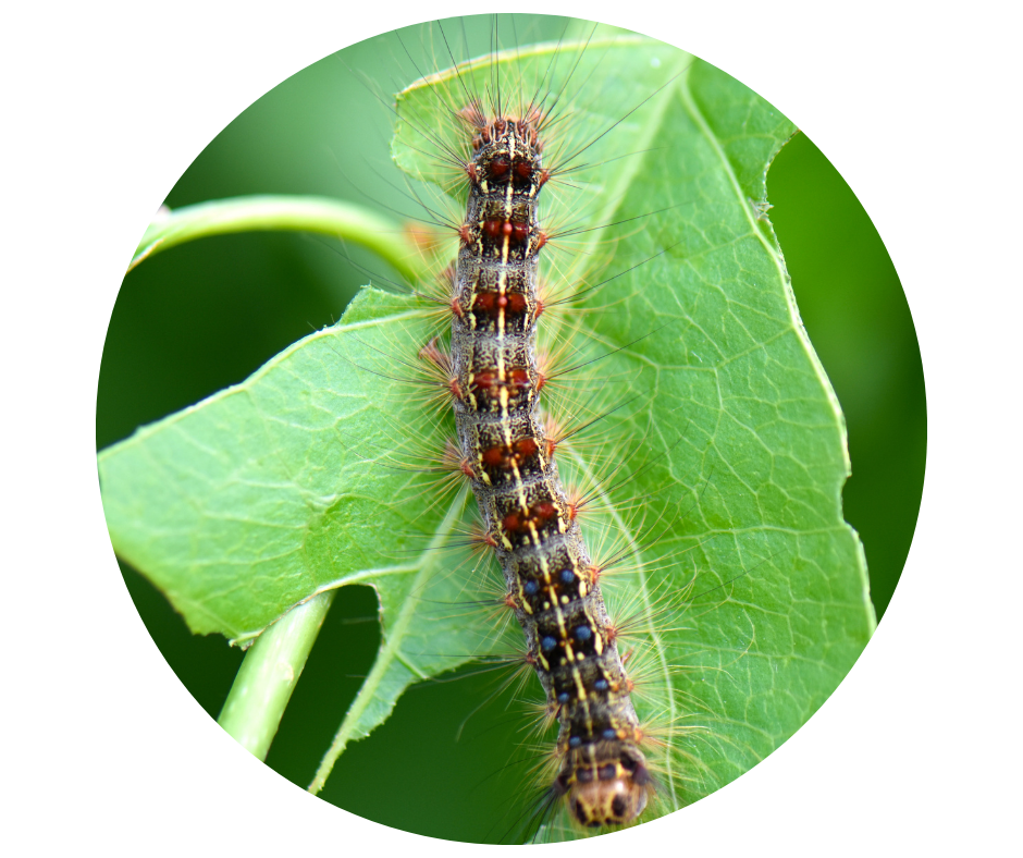 Untitled design (40).png