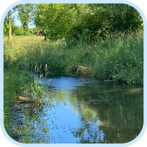 stream bordered by trees and shrubsb