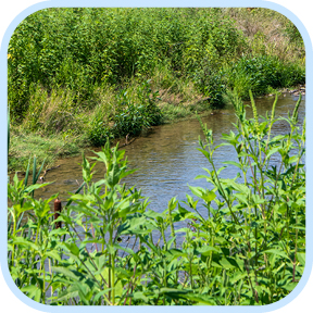 Young tree in a white tube with a field behind it