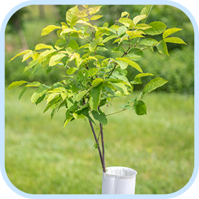 chicken house with windbreak of green trees in front of it