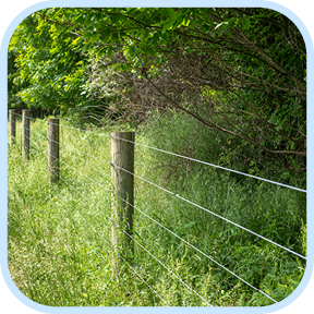 Closup of leaves of a deciduous tree with sunlight behind it