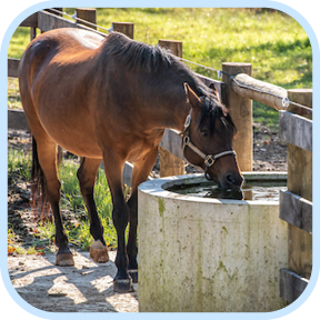 Brown horse drinking water out of a trough