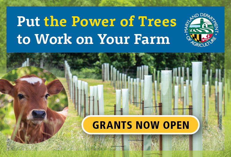 Graphic featuring tree tubes adnd a cute brown and white calf with the message Put the Power of Trees  to Work on Your Farm