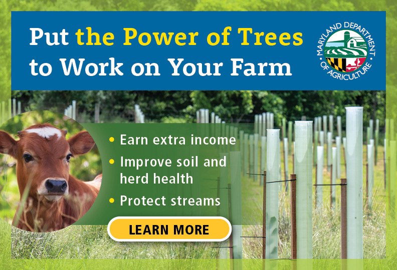 Graphic featuring tree tubes adnd a cute brown and white calf with the message Put the Power of Trees  to Work on Your Farm