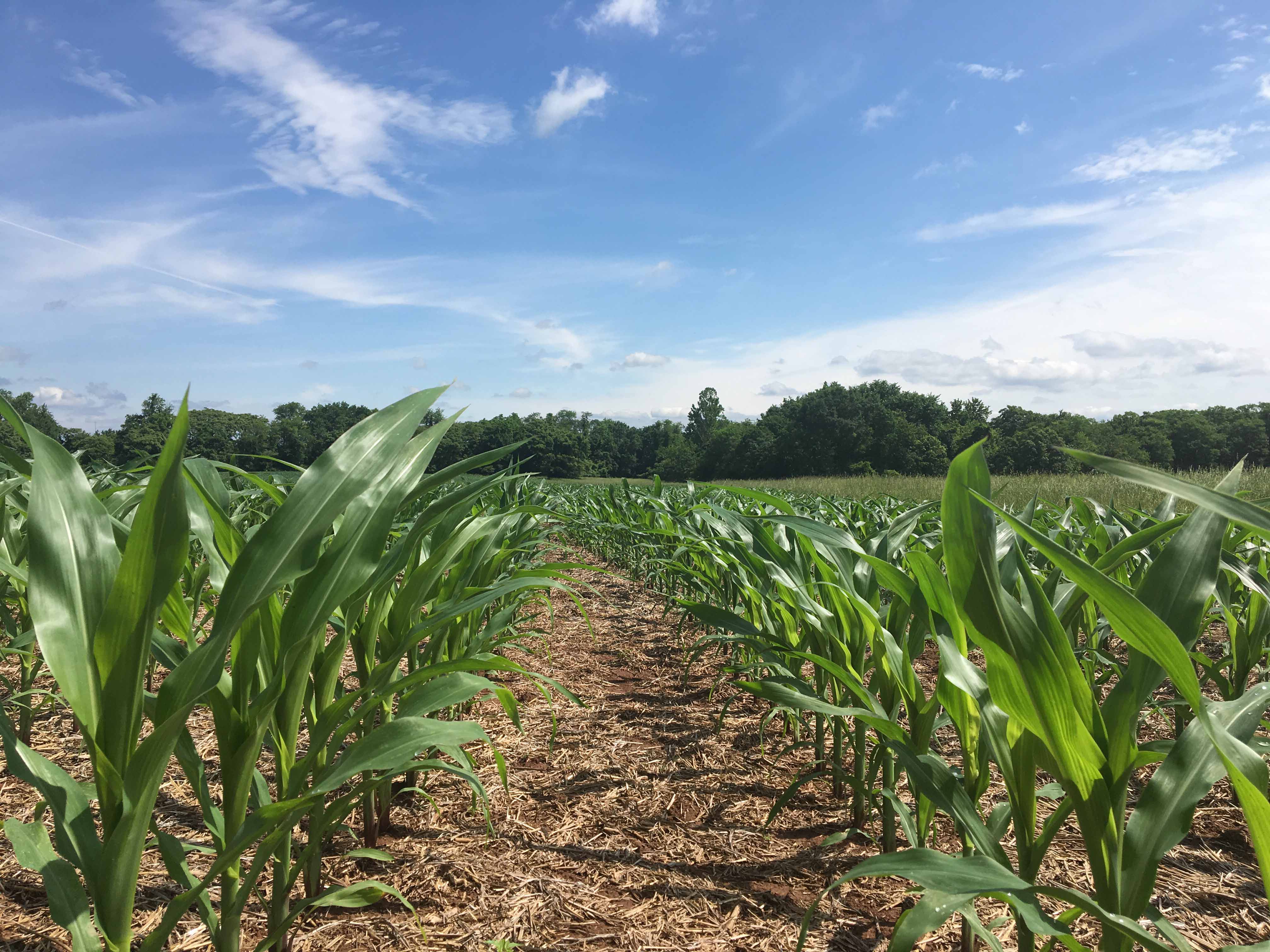 Conservation Tillage