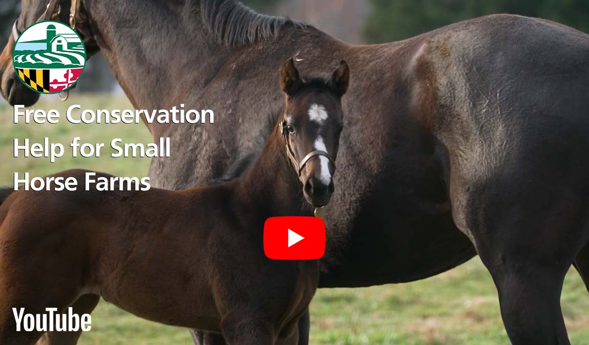 Large brown horse and foal in a pasture with link for video