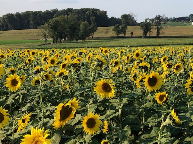 field of yellow sunflowers, image provided by MD Dept. of Agricultureh a blue sky and puffy clouds Photo: MDAs