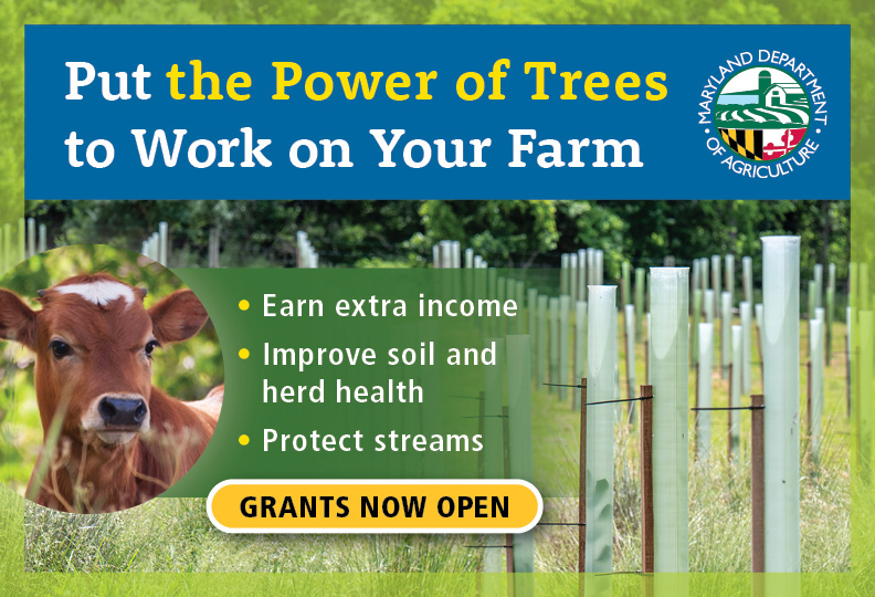 Graphic featuring tree tubes adnd a cute brown and white calf with the message Put the Power of Trees  to Work on Your Farm