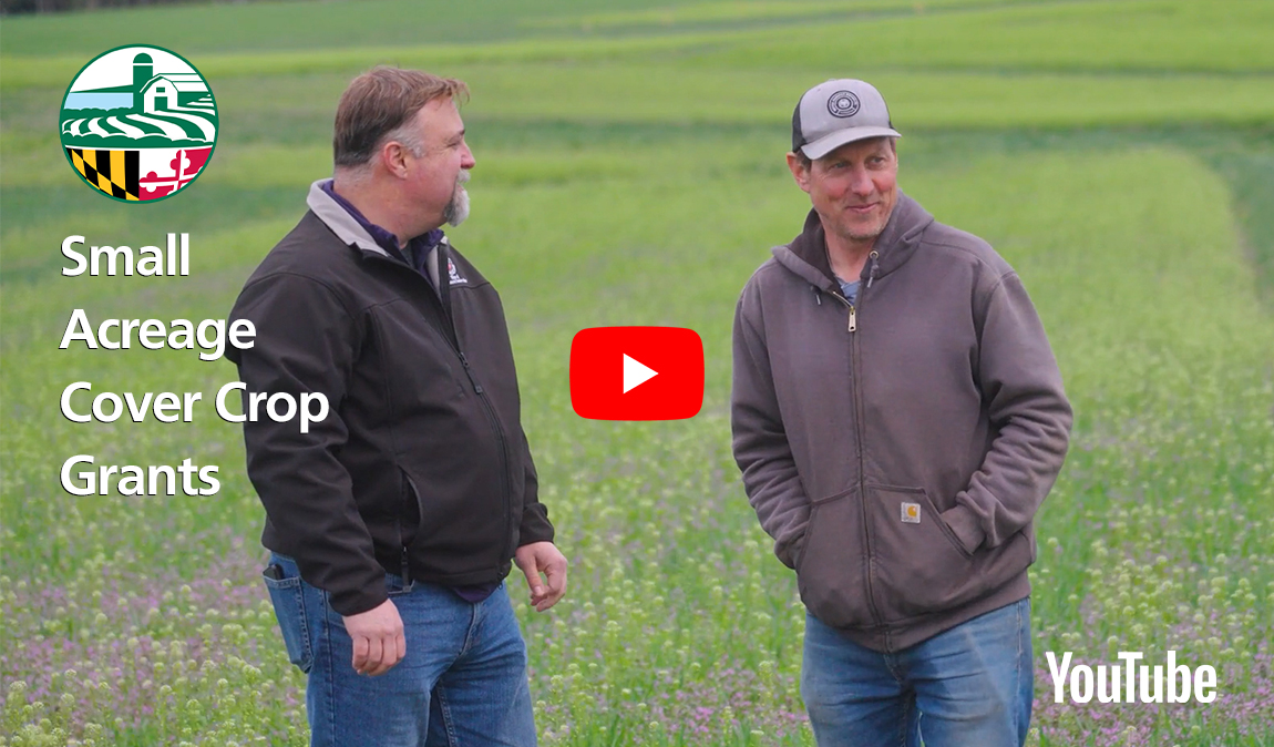 Farmer and conservationist in a field of cover crops with video link