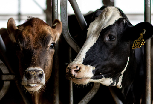 Brown and black and white dairy cow in a dairy barn