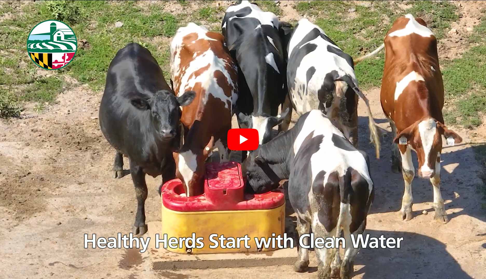 Cows at a waterer