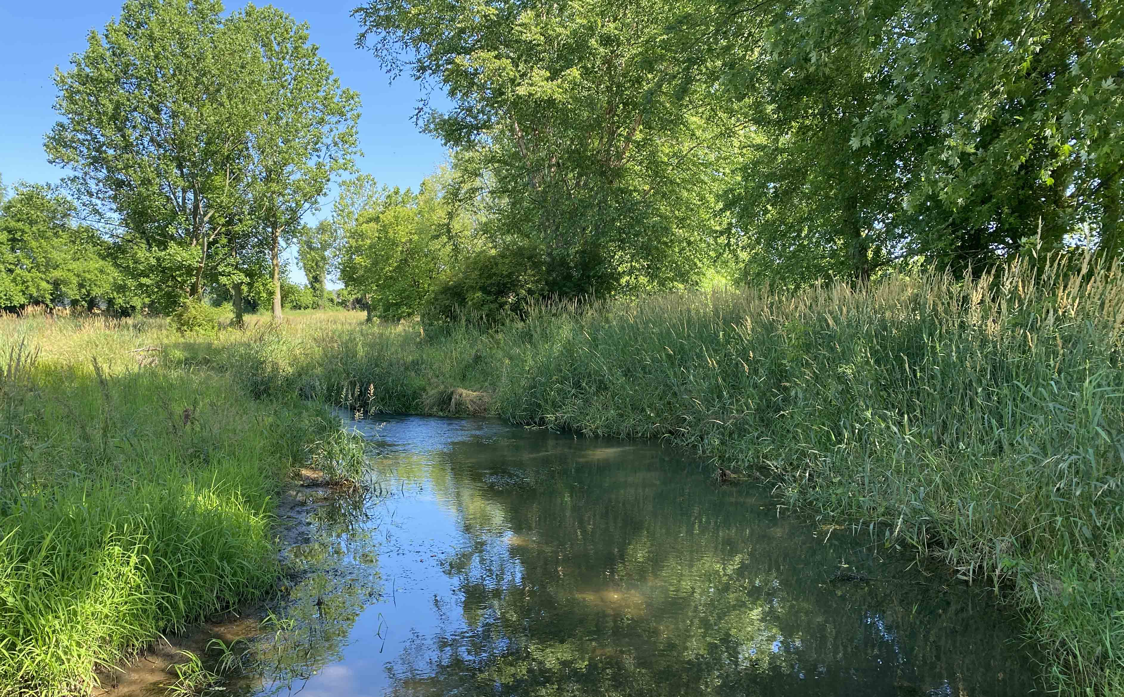 Stream buffer with green trees and grasses against a blue sky, photo credit Ecotone, LLC