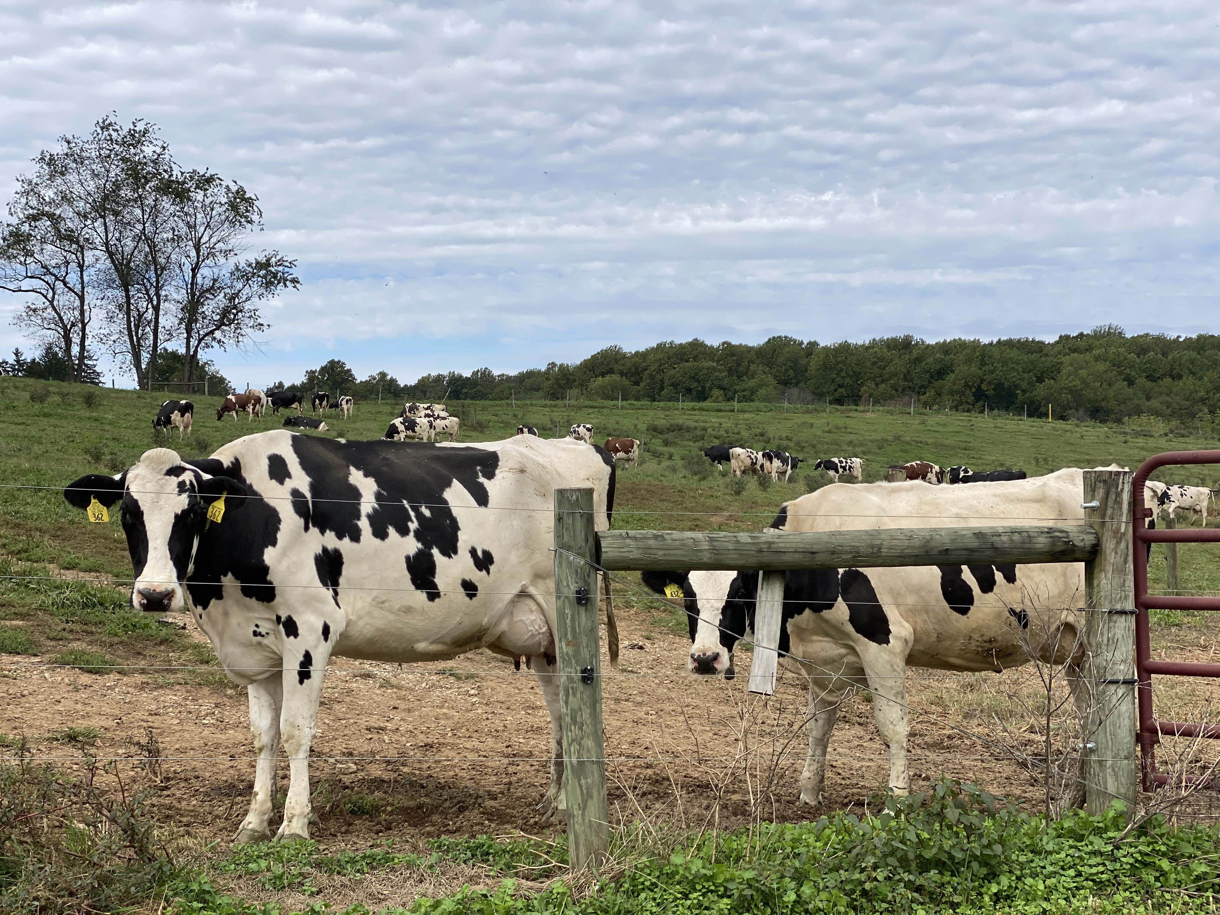 Two black and white dairy cows look from behind pasture fencing