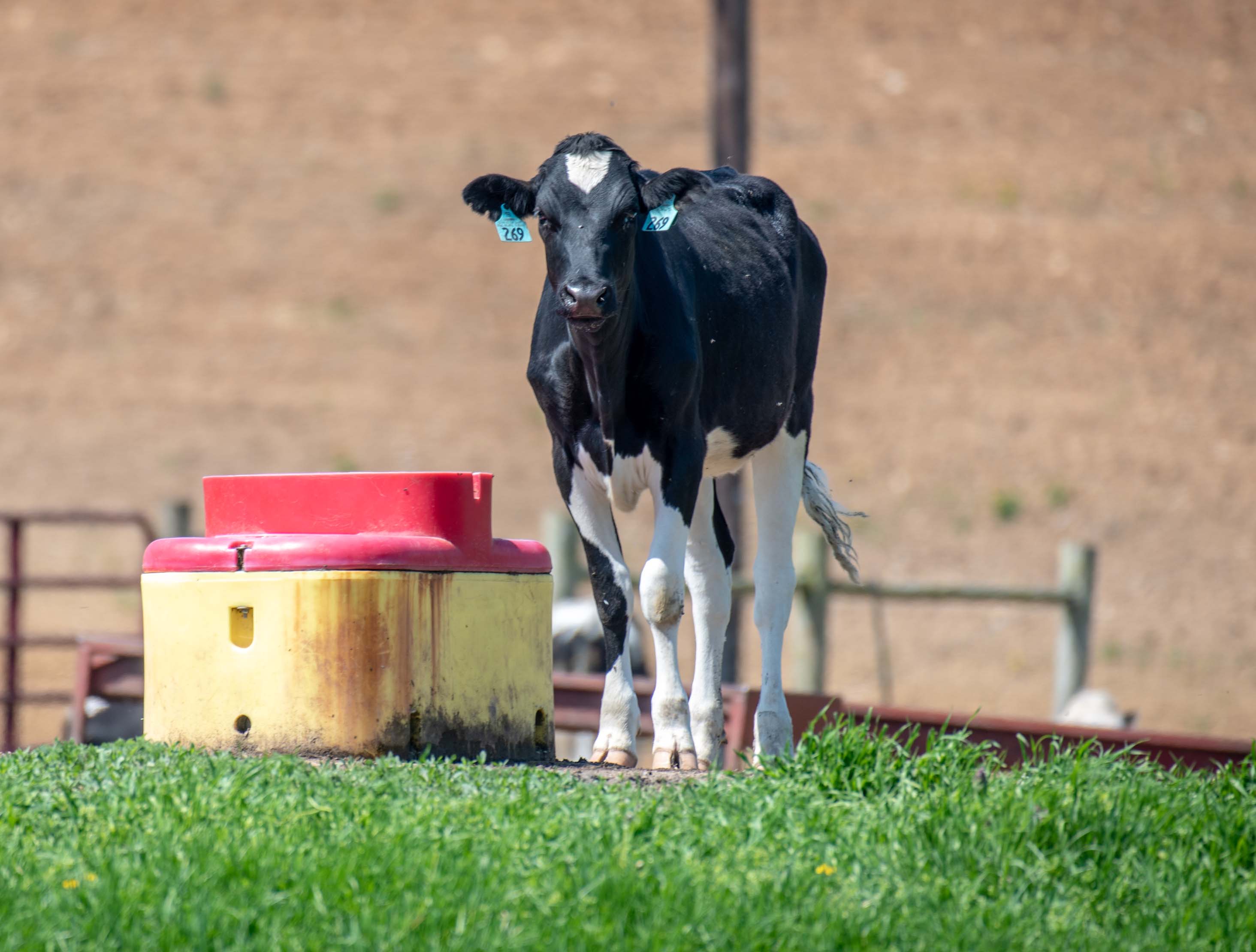 Livestock Watering Facility copyright Edwin Remsberg