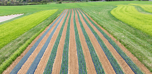 Fileds of green cover crops surrounding a crop strip, copyright Edwin Remsberg