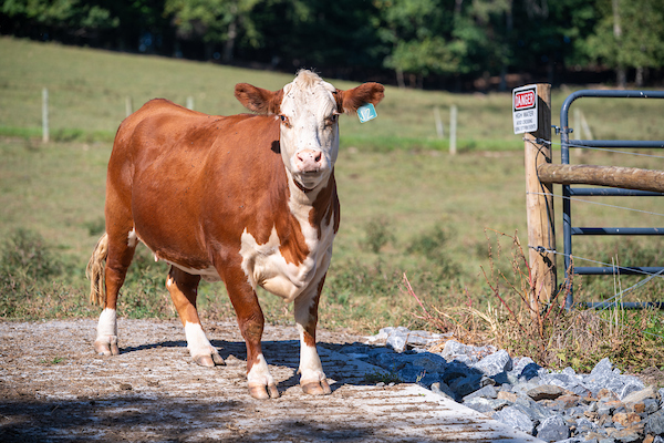 Brown and white beef cow waling across a stream crossing on a sunny day