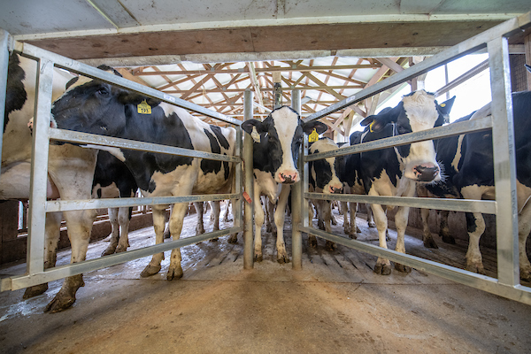 Dairy barn with black and white cows copyright Edwin Remsberg