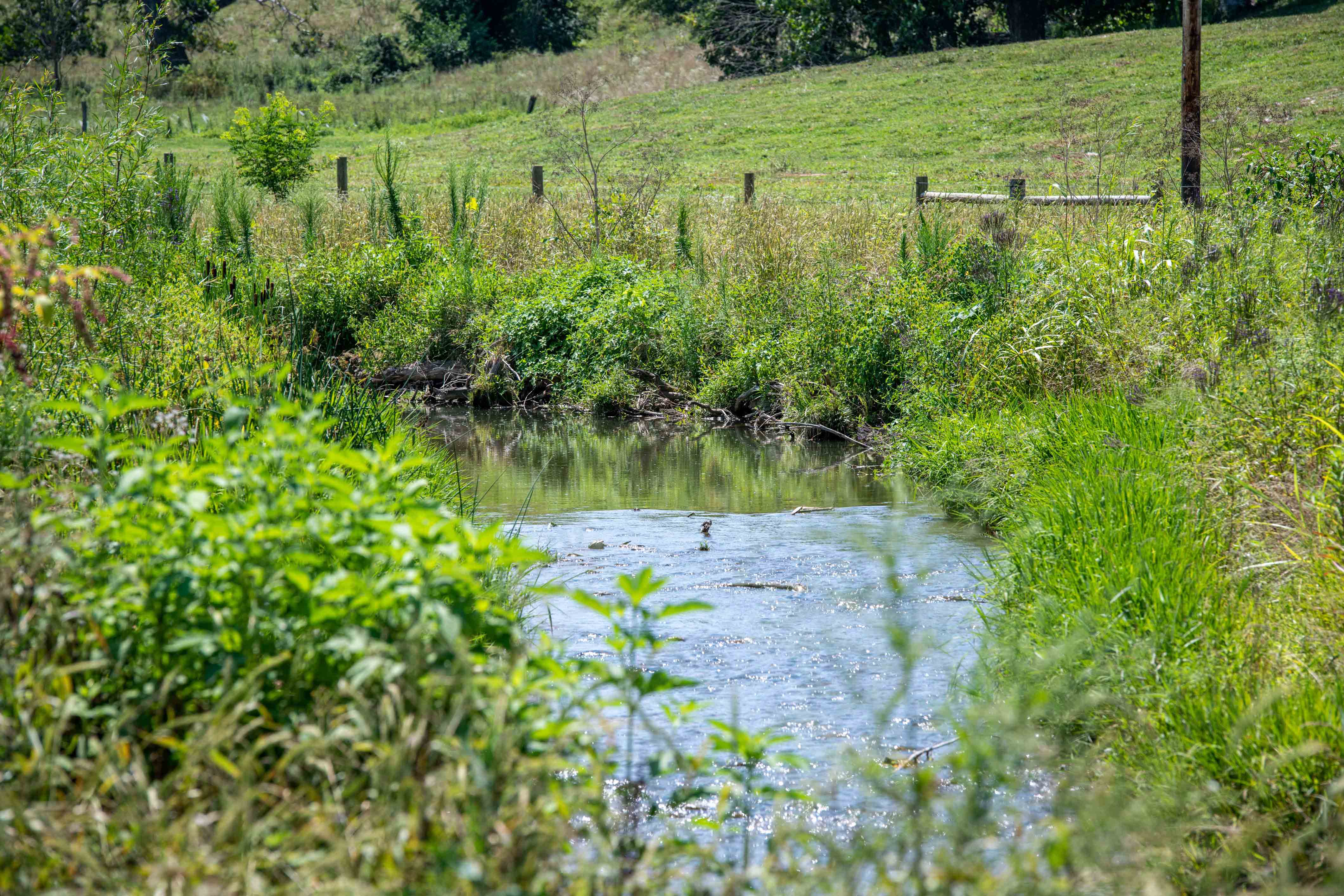 Stream Buffer with water, fence and vegetation-Copyright Edwin Remsberg