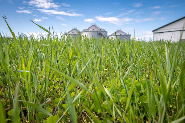Healthy green cover crops growing in a field with silos in the background, copyright Edwin Remsberg