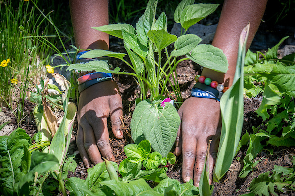  Hands with a deep brown skin town planting young green plants in a garden