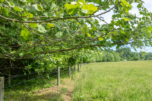livestock fencing next to a tree buffer next to a