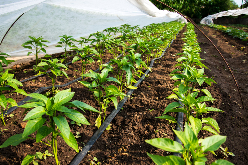 Shutterstock image of greenpeppers growing in a greenhouse with irrigationGr