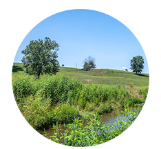 Beautiful planted buffer next to a farm stream in a pasture, image copyright Edwin Remsberg