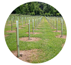 tree tubes in lines next to a forest in a green green field, image copyright Edwin Remsberg