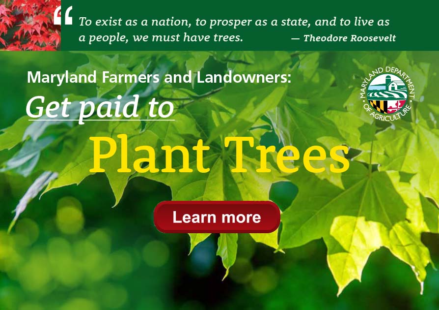 Tree leaves-Get Paid to Plant Trees