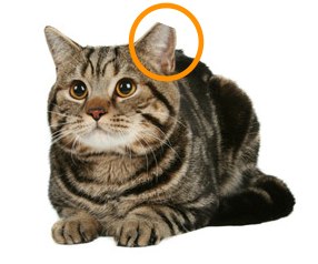 Ear-tipped-cat3.jpg