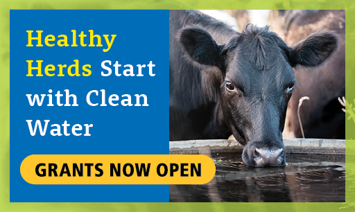 Cow drinking from a waterer with message: Healthy Herds Start with Clean Water